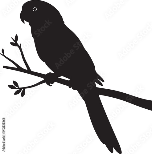 King Parrotin silhouette on white background.