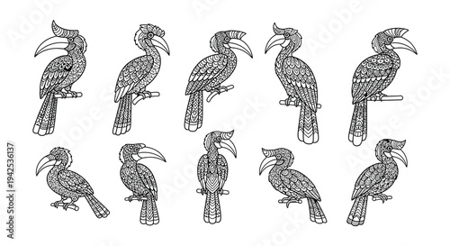 Intricate black and white illustrations depicting various hornbill bird species