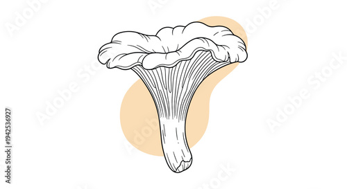 Artistic line drawing of a chanterelle mushroom with a soft orange background shape depicting edible forest fungi and natural products.
