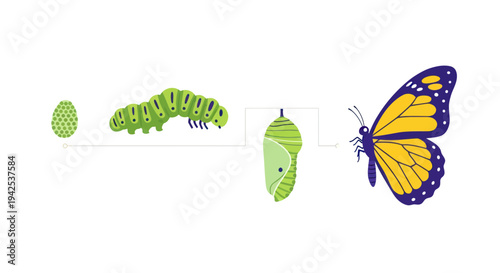 Butterfly Life Cycle Stages: Egg, Caterpillar, Chrysalis, Butterfly