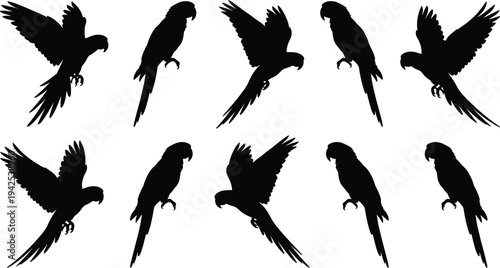 Parrot silhouette collection, flying and perched macaw birds set, tropical exotic bird silhouettes isolated, black avian shapes for wildlife design