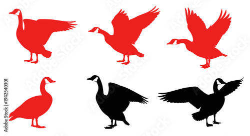 Canadian Goose Silhouettes Collection: Flying, Standing, Wings Spread