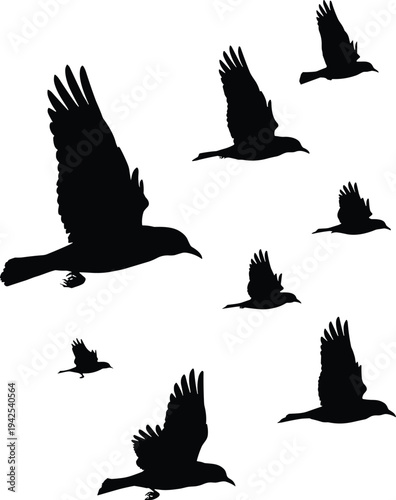 Flying crow bird silhouette set in different positions, black raven flock vector illustration isolated on white background for wildlife, nature, tattoo and design use