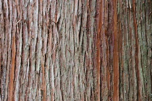 Cuadro en lienzo Close up of striped red cedar bark