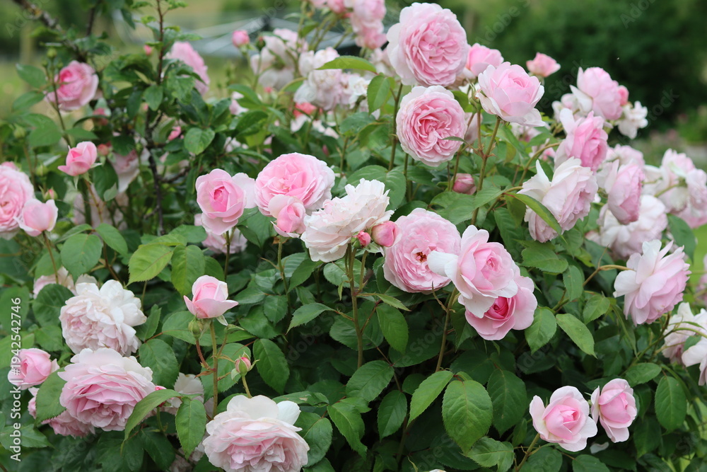 Obraz premium Rose bush covered in large pink flowers