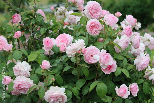 Rose bush covered in large pink flowers