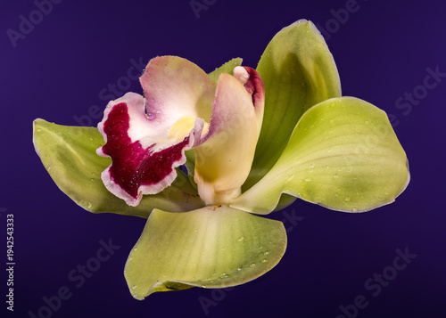 Green Cymbidium Orchid Flower With Burgundy Lip On Purple Background