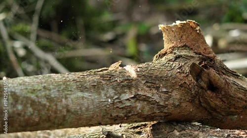 Wallpaper Mural Environmental damage showing snapped tree limbs after a storm. Torontodigital.ca