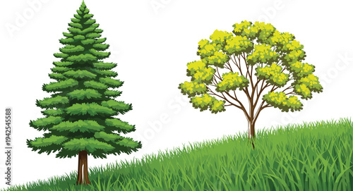 Evergreen spruce and deciduous leafy tree standing on a green grass hill slope isolated on a white background nature vector illustration