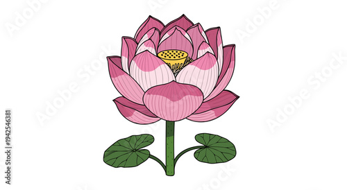 Beautiful Pink Lotus Flower vector illustration on white background, spiritual symbol of purity and enlightenment