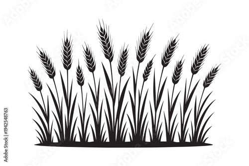 Wheat ears field silhouette isolated on white. Agriculture grain barley and cereal plant vector illustration.