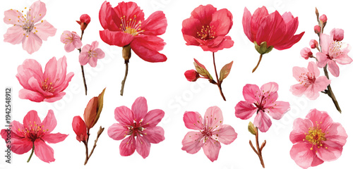 pink flowers on white background