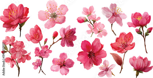 pink magnolia flowers isolated