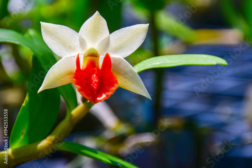 Exquisite Dendrobium Frosty Dawn Orchid with Vibrant Red Lip