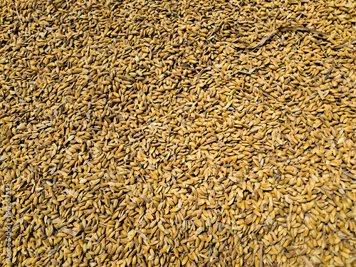 Pile of Unhusked Rice Grains Background – Dry Paddy Texture Agriculture Harvest