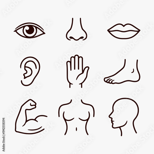 A set of human body parts icons focuses on simplicity, elegance, and ease of recognition. Vector Sign for Logos, Labels, and Icons
