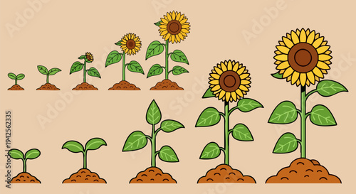 Sunflower Growth Stages Vector Illustration Set: From Seedling to Mature Blooming Plant in Brown Soil, Representing Life Cycle and Development