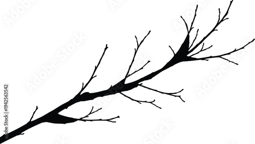 Isolated Black Tree Branch Silhouette on White Background for Nature and Design Projects