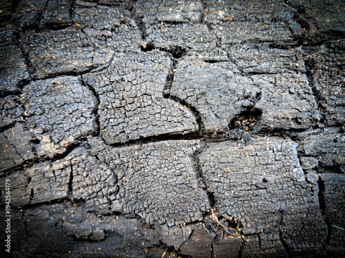 Burnt Wood Texture with Charred Black Crack Patterns and Alligatoring Effect