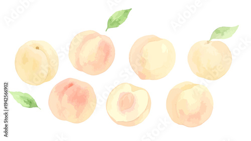 Hand drawn watercolor white peach illustration, fresh ripe fruit with soft pink texture／白桃