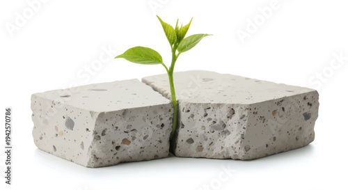 Small green plant growing between cracked concrete stones symbolizing resilience and hope