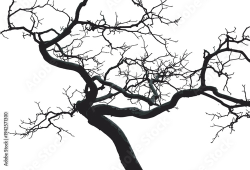 Dramatic bare tree branch silhouette vector illustration, twisted gnarled limbs spreading intricately, black minimalist design, winter nature artwork, symbol of solitude and strength.