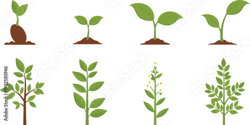 Plant Growth Stages Seedling to Mature Plant Vector Illustration Set