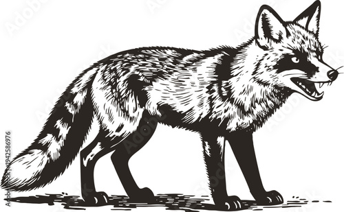 Black and white illustration of a snarling fox standing sideways with detailed fur texture
