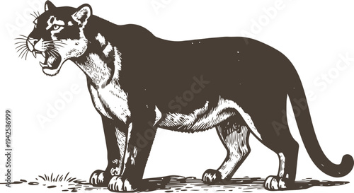 Black panther roaring side view illustration with detailed fur texture and intense expression