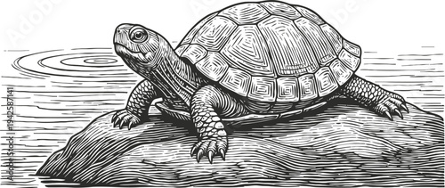 Detailed black and white illustration of a turtle resting on a rock near water