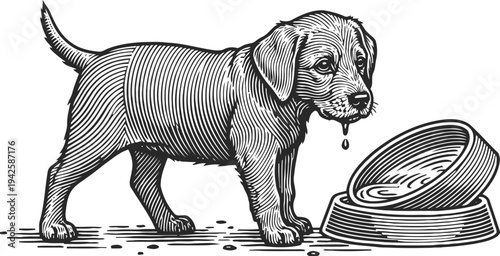Puppy drinking water from a bowl cute young dog with dripping mouth near water dish, black and white illustration
