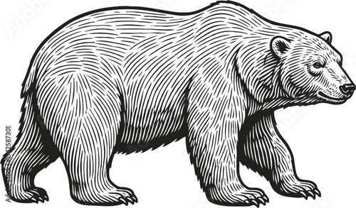 Woodcut brown bear illustration wild animal standing on all fours with detailed fur texture and shading