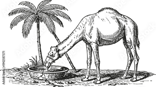 camel drinking water from basin near palm trees in desert landscape vintage hand drawn wild animal illustration