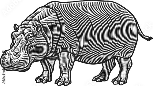 detailed hippo illustration with textured lines wild animal in monochrome african river mammal drawing