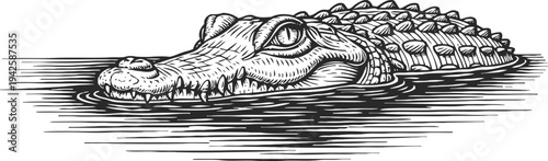 detailed black and white crocodile head sketch floating in water, vintage wildlife illustration