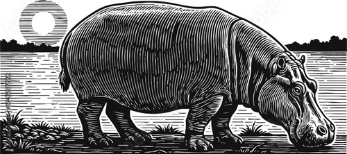 hippopotamus standing by the water with sun and reeds, detailed black and white engraving illustration