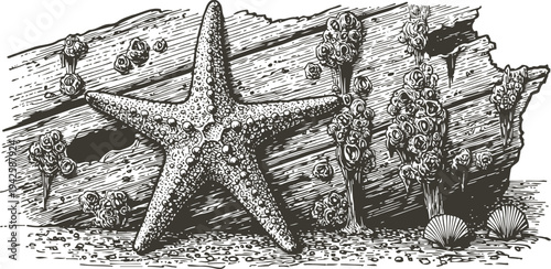 Starfish and barnacles on driftwood marine life illustration with shells and underwater texture