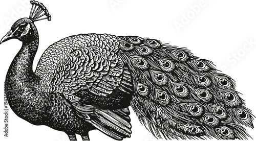 Elegant peacock detailed black and white vintage illustration with intricate feather patterns and ornamental tail