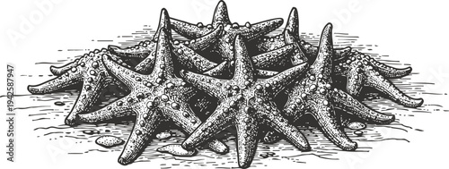 Cluster of starfish on a sandy beach, detailed black and white marine life illustration with textured shells