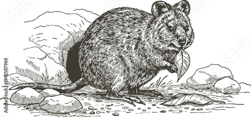Detailed black and white sketch of a quokka holding a leaf among rocks and natural terrain