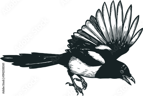 Black and white magpie bird flying with open wings and beak illustrated in vintage engraving
