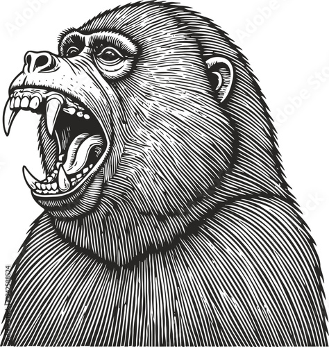 Roaring gorilla close up portrait wild primate showing teeth, powerful primate expression and fierce pose