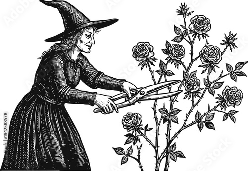 Witch pruning rose bush with large scissors, vintage black and white illustration