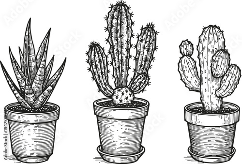 Hand drawn cactus collection in pots various succulent plants, desert greenery, botanical sketch art