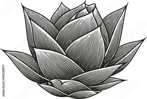 Black and white lotus flower hand drawn detailed floral illustration in vintage engraving style, botanical art concept