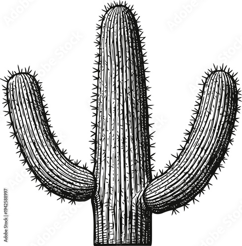 Saguaro cactus illustration with spines desert plant silhouette, nature sketch, arid environment and southwestern symbol