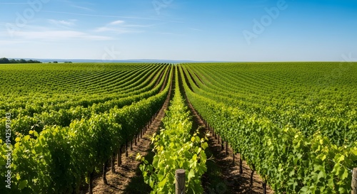 Vineyard landscape with lush green grapevines under a clear blue sky