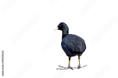 Konstfotografi Łyska zwyczajna (Fulica atra).PNG.
