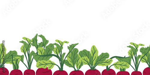 Autumn beet border vector illustration. Violet beetroot horizontal banner. 