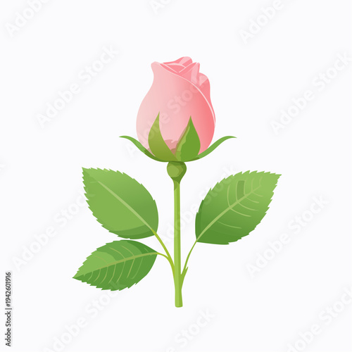Elegant Pink Rose Bud Vector Illustration with Green Leaves and Stem Isolated on White Background for Romantic Design, Wedding, Mothers Day, and Nature Concepts